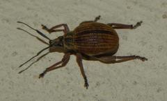 Sciobius