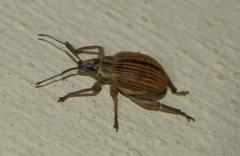 Sciobius
