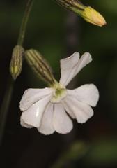Silene undulata undulata