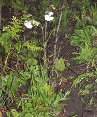 Silene undulata undulata