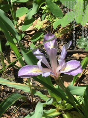 Iris fernaldii