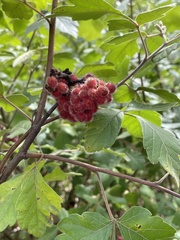Rhus aromatica aromatica
