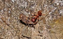 Oecophylla longinoda