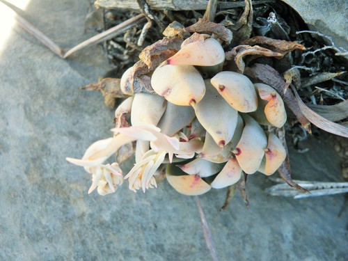 Echeveria cuspidata