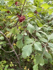 Rhus aromatica aromatica