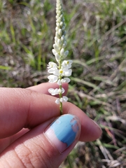 Polygala alba