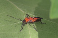 Oncopeltus nigriceps