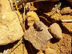 Mimecomutilla renominanda