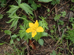 Trollius ranunculinus
