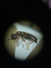 Omonadus formicarius