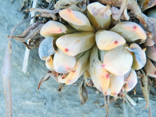 Echeveria cuspidata