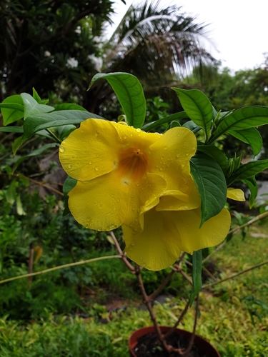 Allamanda image