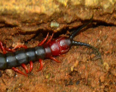 Cormocephalus nitidus