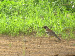 Emberiza flaviventris kalaharica