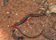 Cormocephalus nitidus