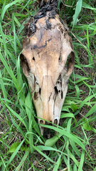 Odocoileus virginianus