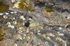 Lepidochitona cinerea