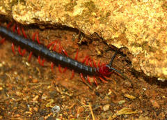 Cormocephalus nitidus