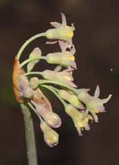 Tulbaghia