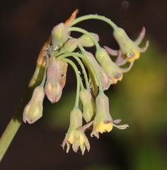Tulbaghia