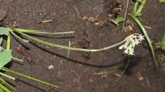 Tulbaghia