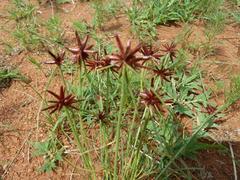 Cyperus rupestris rupestris