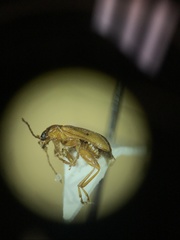 Luperaltica nigripalpis