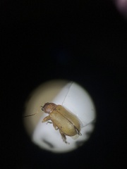 Luperaltica nigripalpis