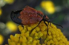 Lycus palliatus