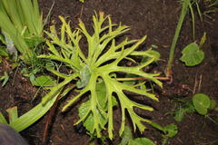 Magnistipulacea