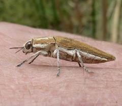 Sphenoptera