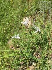 Iris fernaldii