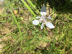 Iris fernaldii