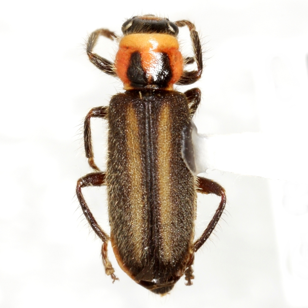 Perilypus ornaticollis