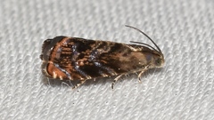 Grapholita prunivora