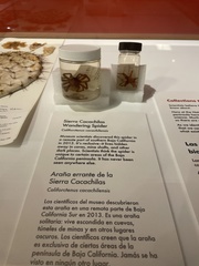 Califorctenus cacachilensis