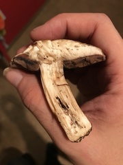 Agaricus cappellianus