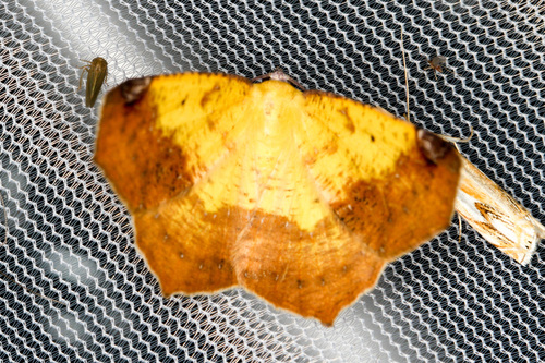 Variable Antepione Moth photo 4