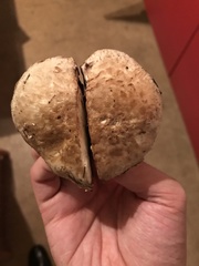 Agaricus cappellianus