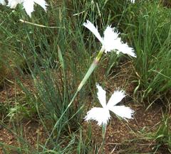 Dianthus mooiensis