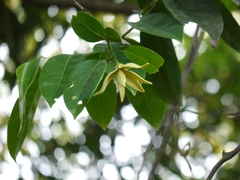 Artabotrys zeylanicus