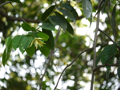 Artabotrys zeylanicus