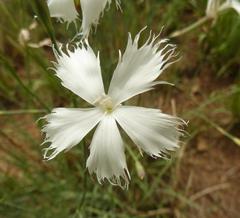 Dianthus mooiensis