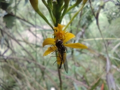 Epidendrum aura-usecheae