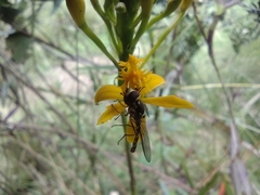 Epidendrum aura-usecheae