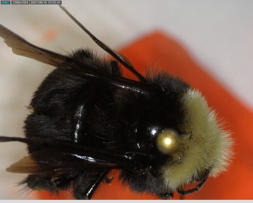 iNaturalist observation photo of Yellow-faced Bumble Bee