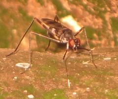 Hybobata fuelleborni