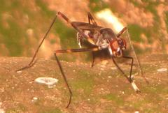 Hybobata fuelleborni