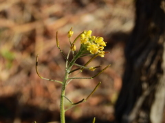 Descurainia pimpinellifolia