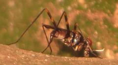 Hybobata fuelleborni